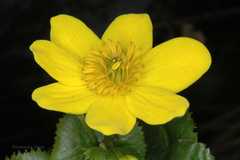 Caltha palustris